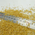 High purity yellow millet in husk